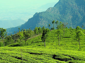 Best of Two Cultures Tour Package