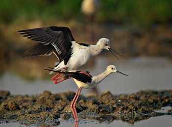 Wildlife tour of North India